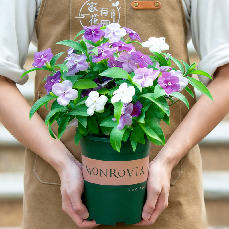 鸳鸯双色茉莉花盆栽带花苞老桩花苗阳台植物室外庭院四季花卉绿植