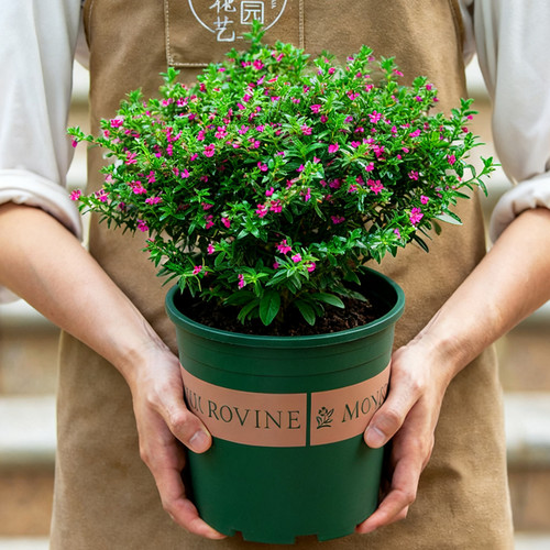 满天星盆栽阳台开花植物带花苞
