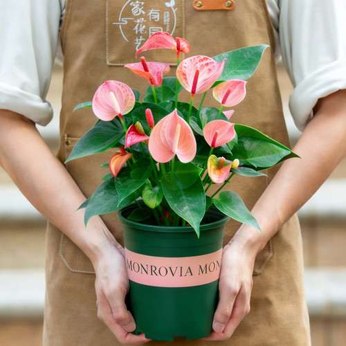 粉掌盆栽带花苞大盆室内阳台客厅办公室桌面开花植物四季花卉绿植