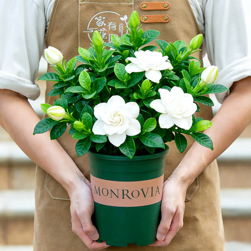 栀子花老桩盆栽带花苞四季花卉