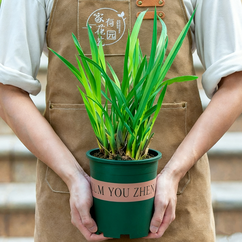 香茅草盆栽老桩苗泰国冬阴功柠檬草阳台可食用新鲜香草植物绿植苗