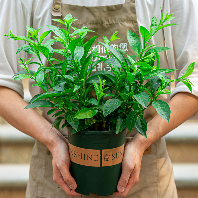 夜来香四季开花好养植物浓香型