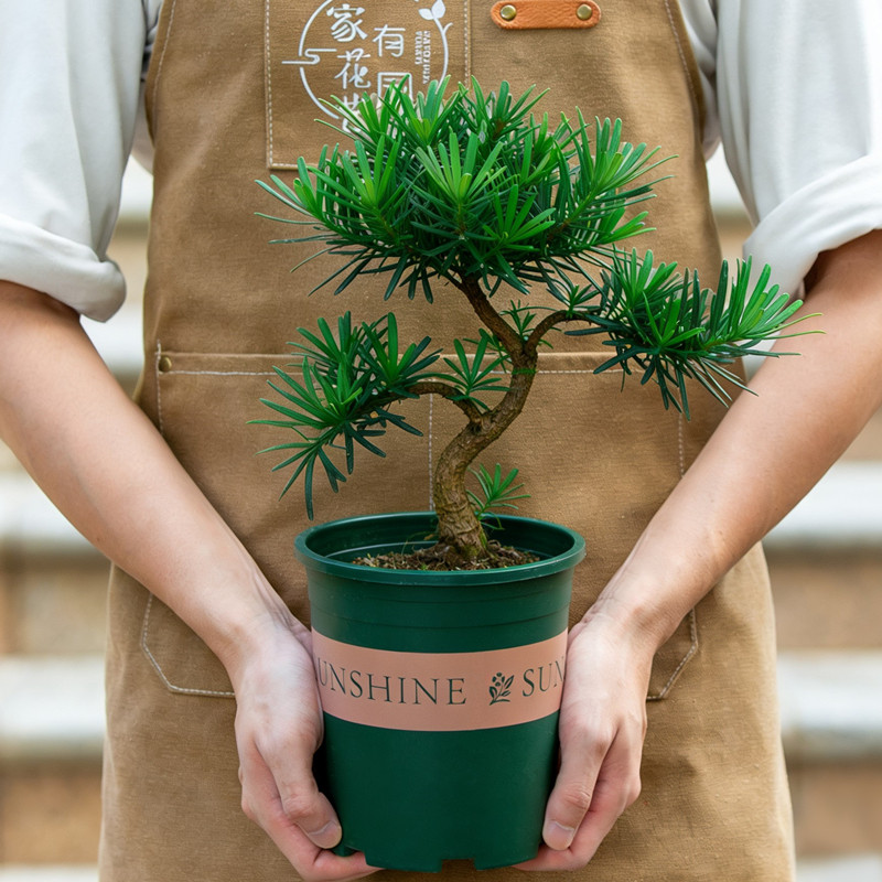 名贵罗汉松造型盆景室外庭院室内阳台植物花卉老桩树苗小盆栽绿植