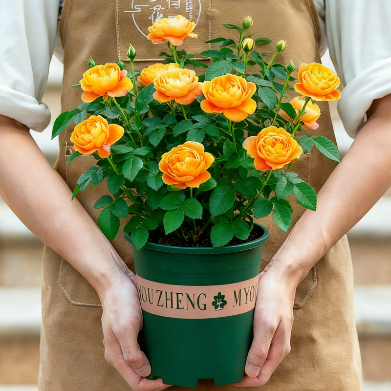 果汁阳台月季花苗盆栽玫瑰花带花