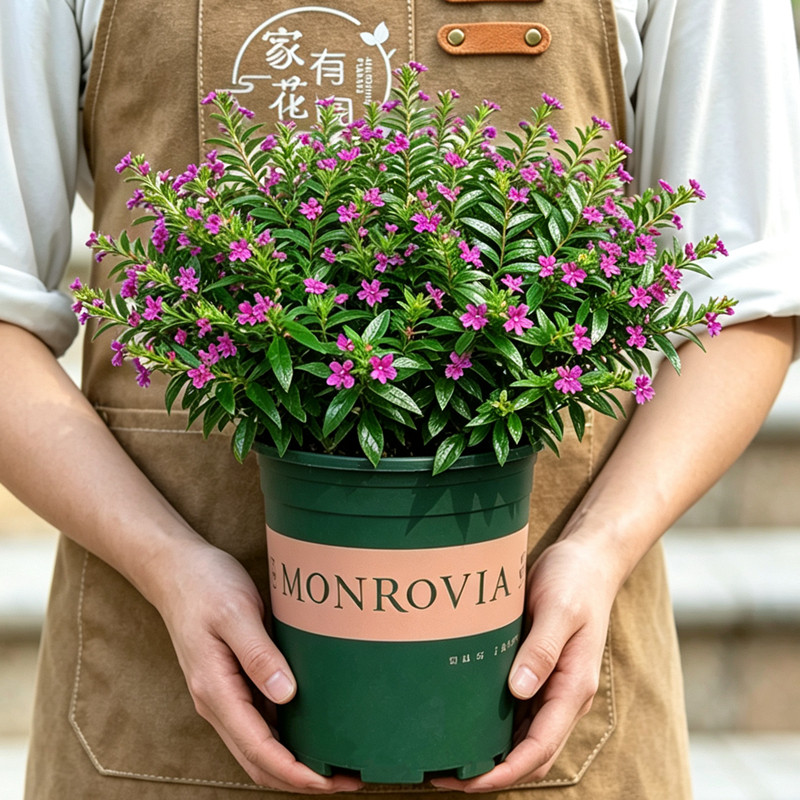 满天星盆栽阳台开花植物带花苞图片