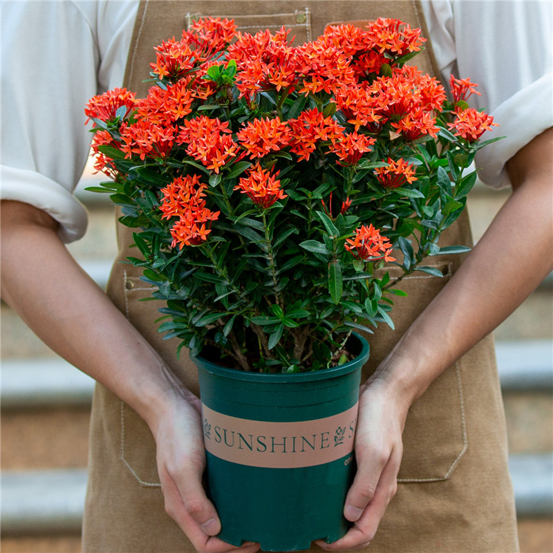 小叶龙船花盆栽小叶绣球阳台室外庭院四季开花好养植物花卉带花苞