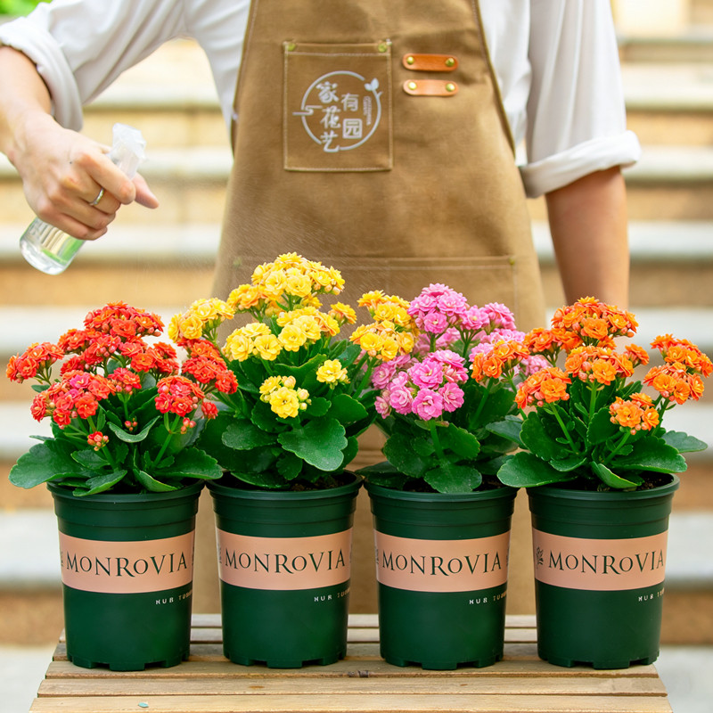重瓣长寿花盆栽带花苞大盆开花好养室内阳台植物四季花卉绿植花苗