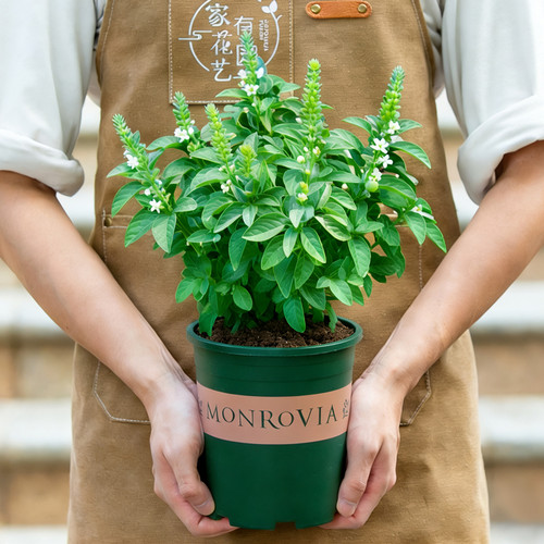 九层塔盆栽室内阳台金不换可食用