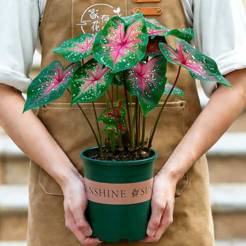 彩叶芋盆栽室内阳台客厅观叶植物