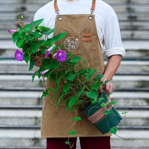 牵牛花盆栽喇叭花阳台庭院爬藤