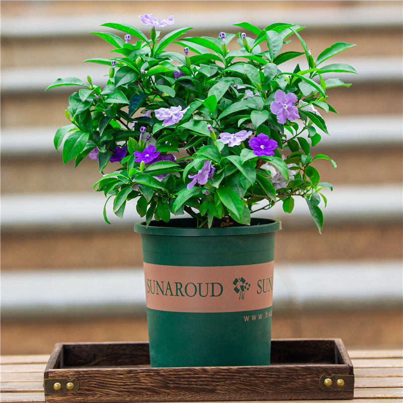 双色茉莉花盆栽室外庭院绿植室内阳台四季开花好养植物老桩花卉苗