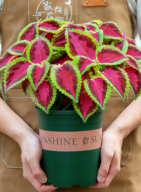 五彩苏盆栽紫色叶子彩叶草室内阳台室外庭院花卉植物观叶绿植花苗