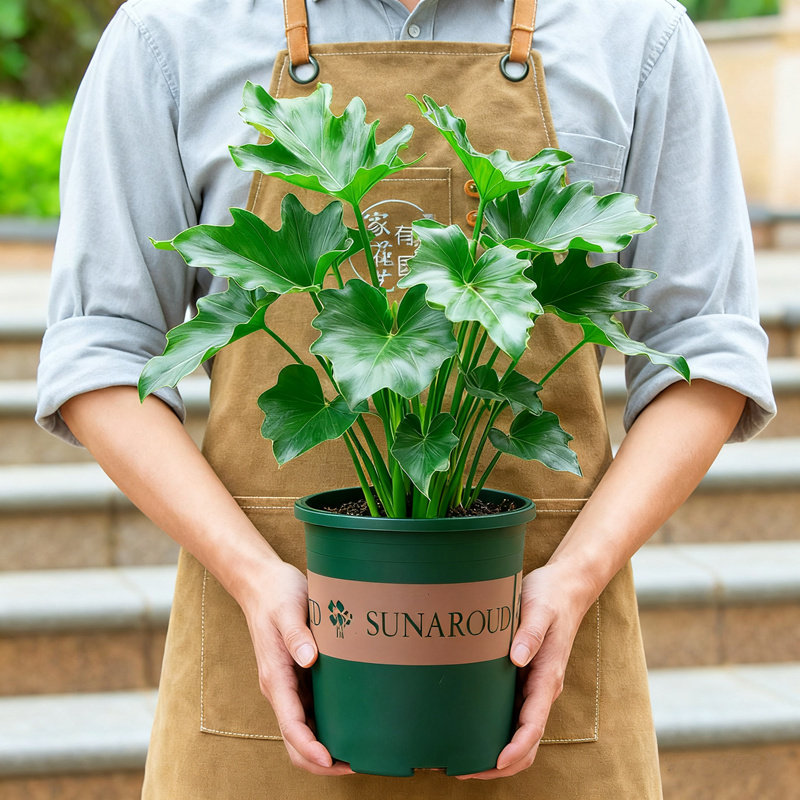 春羽盆栽绿植小天使土培室内阳台客厅办公室花卉植物老桩大叶春雨