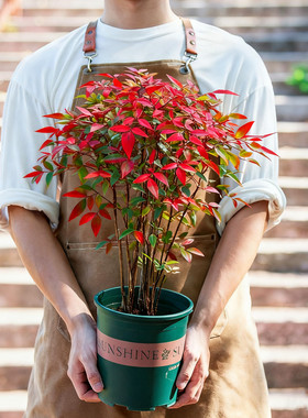 火焰南天竹盆栽土培室内阳台室外老桩树苗红色观叶子植物花卉绿植