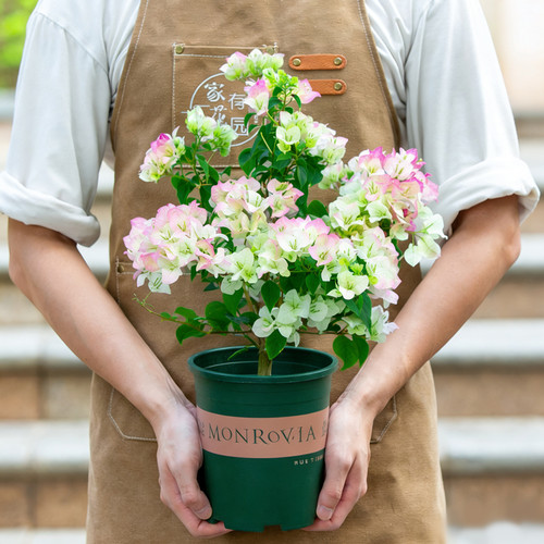 绿樱三角梅盆栽带花苞老桩花苗