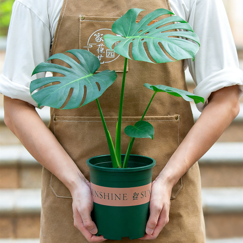 龟背竹盆栽土培老桩大苗室内客厅办公室花卉绿植桌面净化空气植物