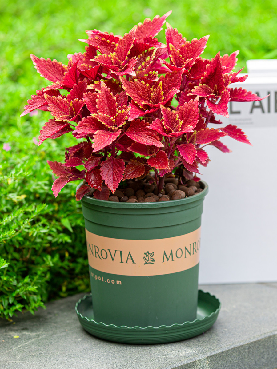 彩叶草盆栽好养易活五彩苏室内阳台植物室外庭院红色叶子花卉绿植