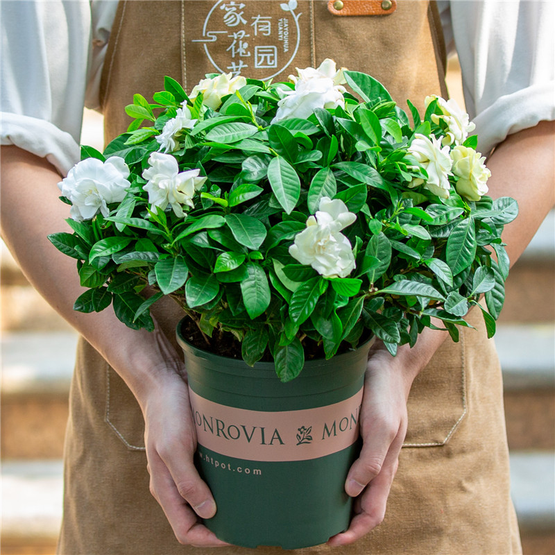 重瓣栀子花盆栽室内外阳台四季开花好养植物绿植带花苞浓香味花卉