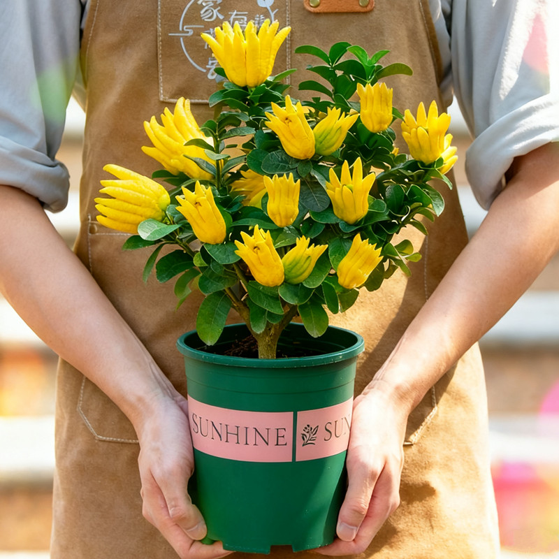 佛手树盆栽带果可食用佛手柑果树老桩苗室内阳台植物室外花卉绿植