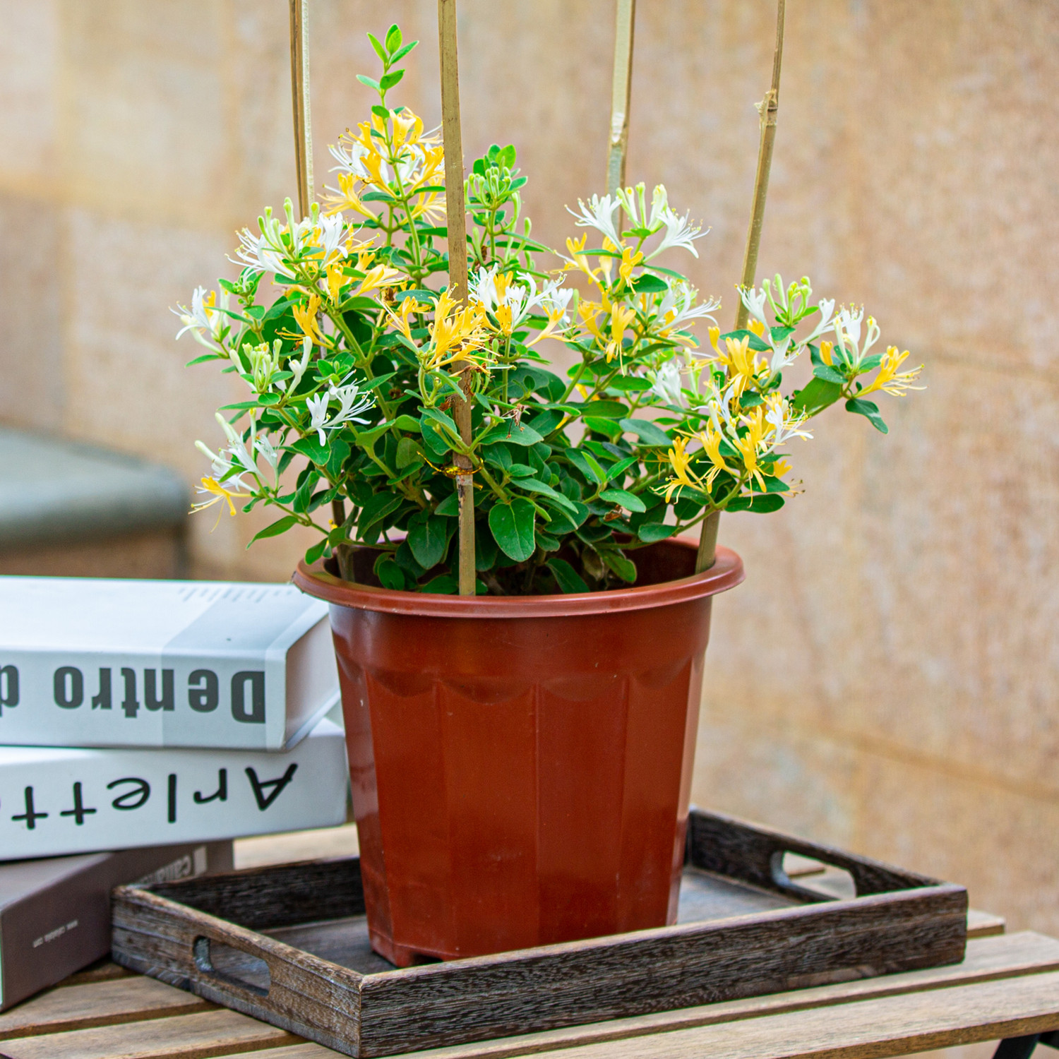 金银花树苗盆栽室外庭院室内阳台四季开花攀爬墙植物爬藤花卉绿植