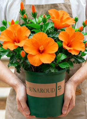 橘色朱槿花盆栽带花苞阳台室外庭院开花植物绿植四季花卉扶桑花苗