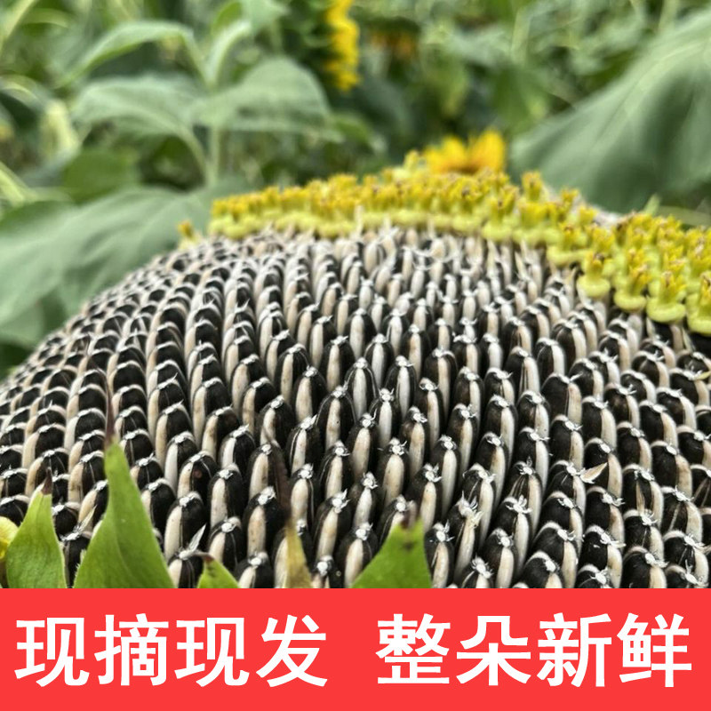2026新鲜向日葵瓜子盘整朵葵花盘现摘鲜葵花盘带籽瓜子农家自种