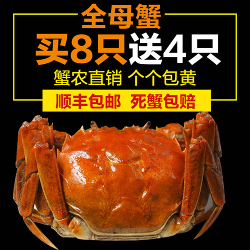 【全母12只】正宗鲜活固城湖2.0-2.4两鲜活母大闸蟹螃蟹活蟹包邮