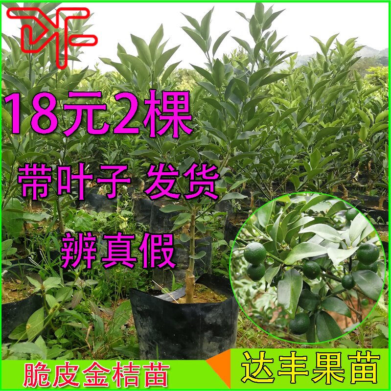 金桔苗木价格 金桔苗木图片 星期三