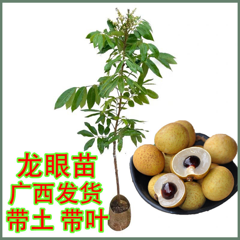 正宗广西发货带土带叶龙眼苗石峡四季龙眼果树苗南方庭院种植