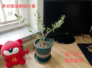 西班牙油橄榄树盆栽庭院阳台绿植多年生耐热耐寒花镜植物四季春绿