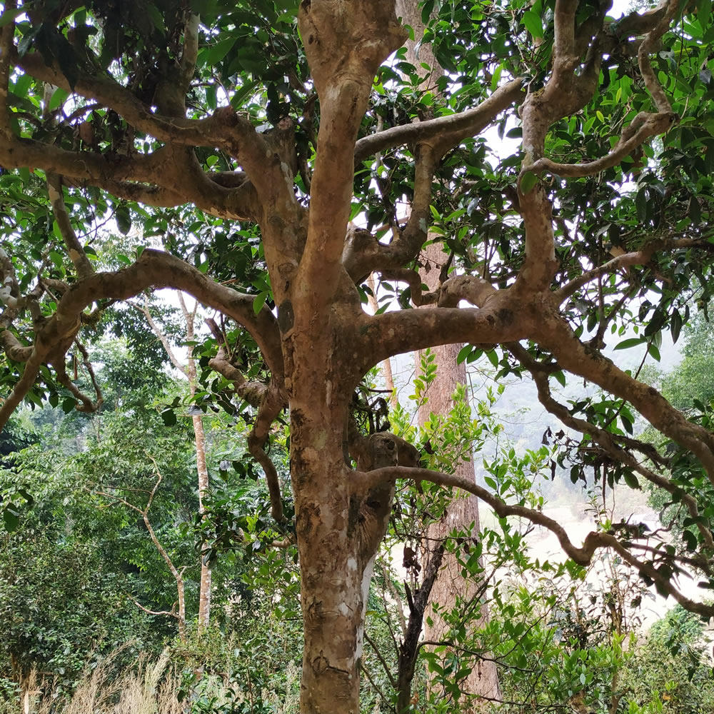 新款头春千年古树2022景迈山 茶农自产大树茶 手工普洱生茶100克