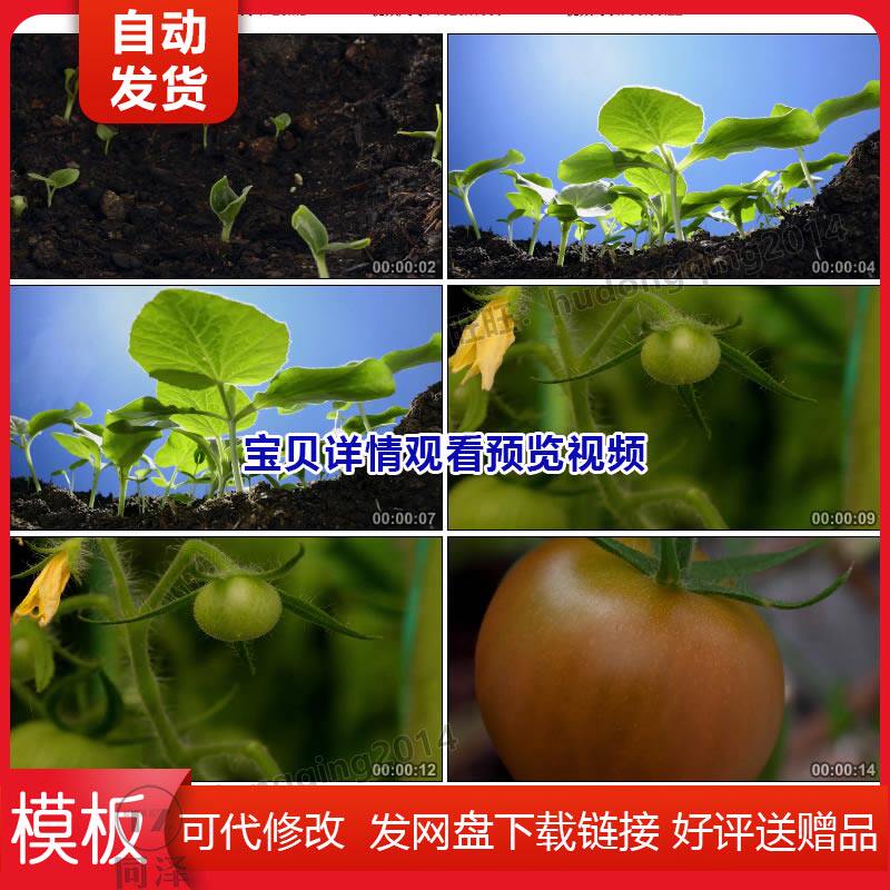生命力量番茄西红柿果苗发芽破土生长成长历程全过程视频素材