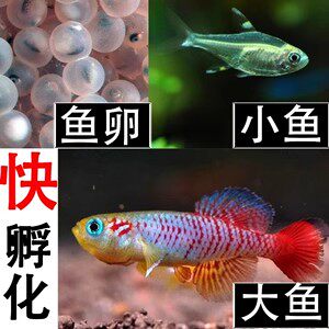10颗卵/份 水+土=鱼 新魔法鱼卵鳉鱼科鱼卵 活体宠物生物益智玩具