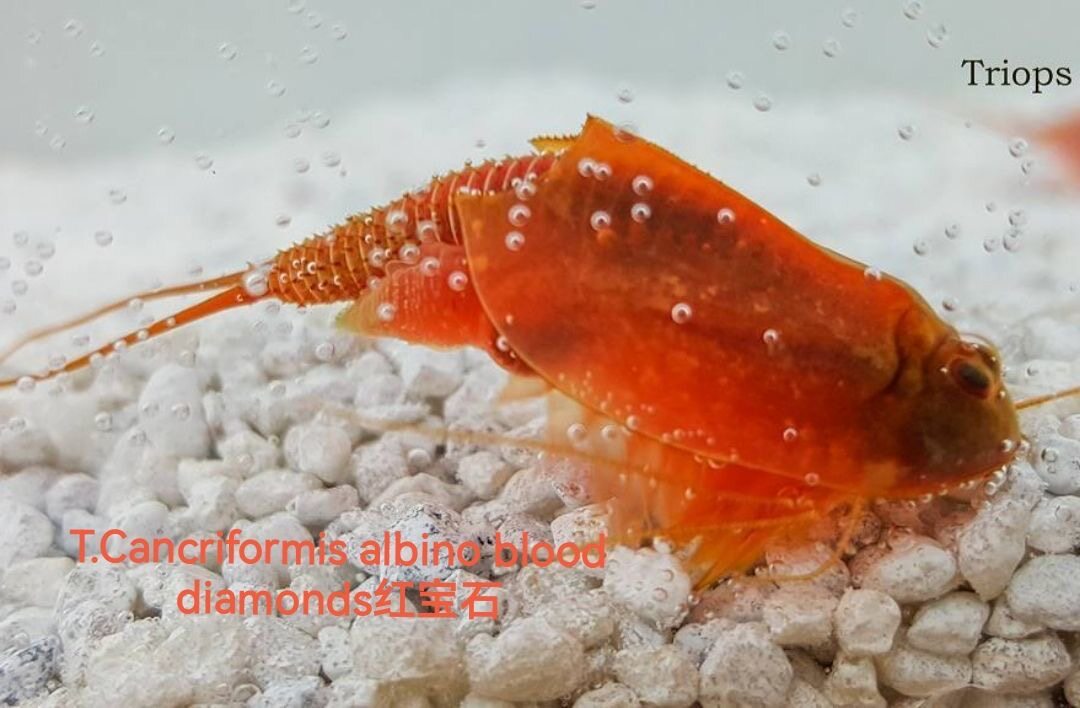 三眼恐龙虾的卵欧洲鲎虫新卵淡水观赏虾卵儿童兴趣玩具50颗卵/套