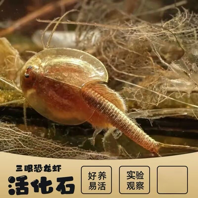 三眼恐龙虾卵鲎虫卵新50粒卵孵化套装亲子互动便宜活化石观赏虾卵