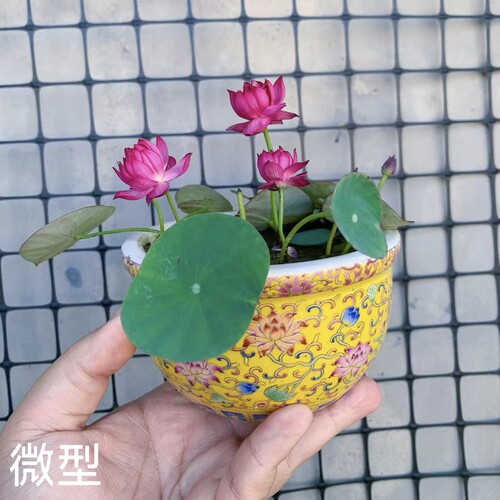 小霓裳微型小型荷花碗莲种藕盆栽
