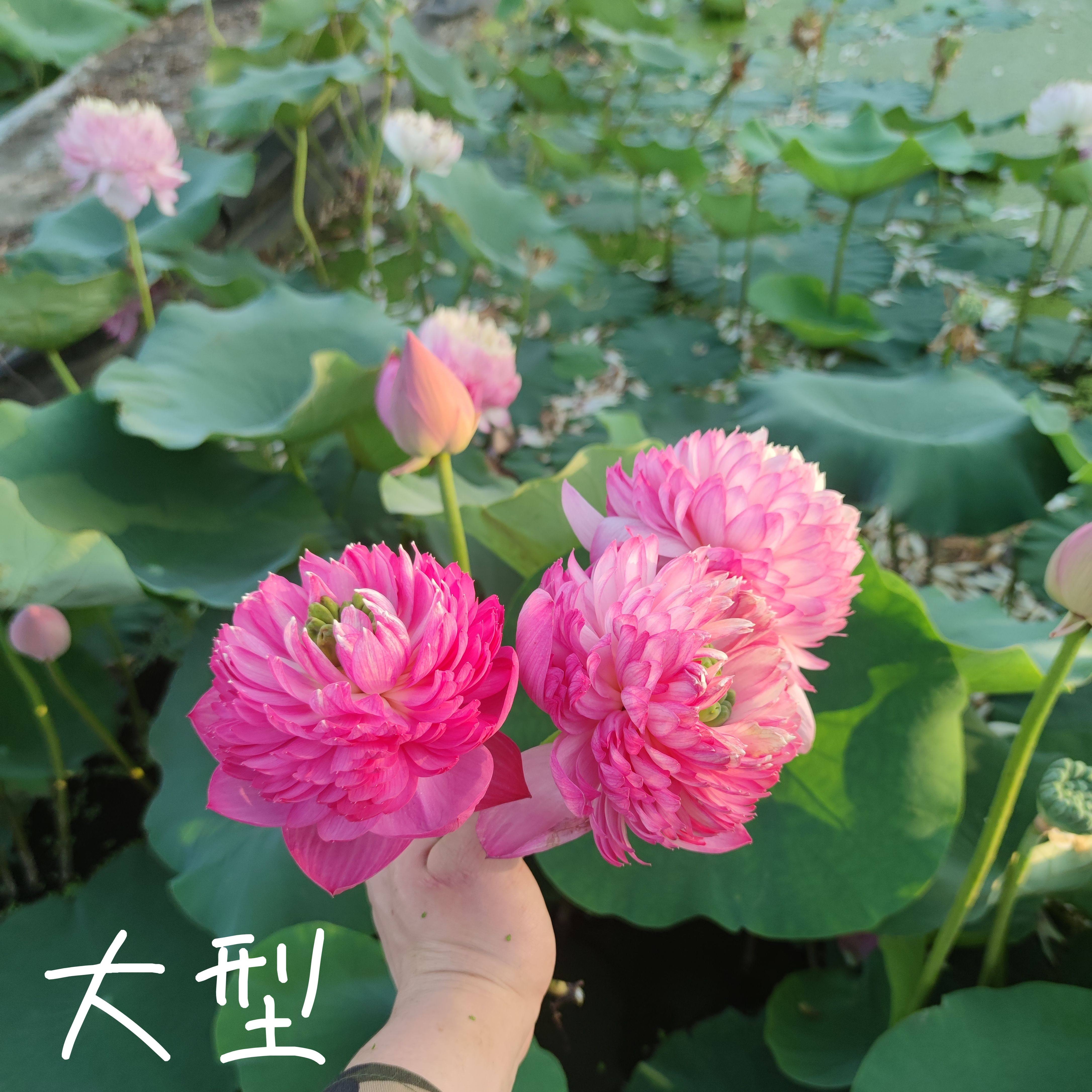 春霞 真大型中型微型迷你荷花碗莲睡莲种子藕水培水