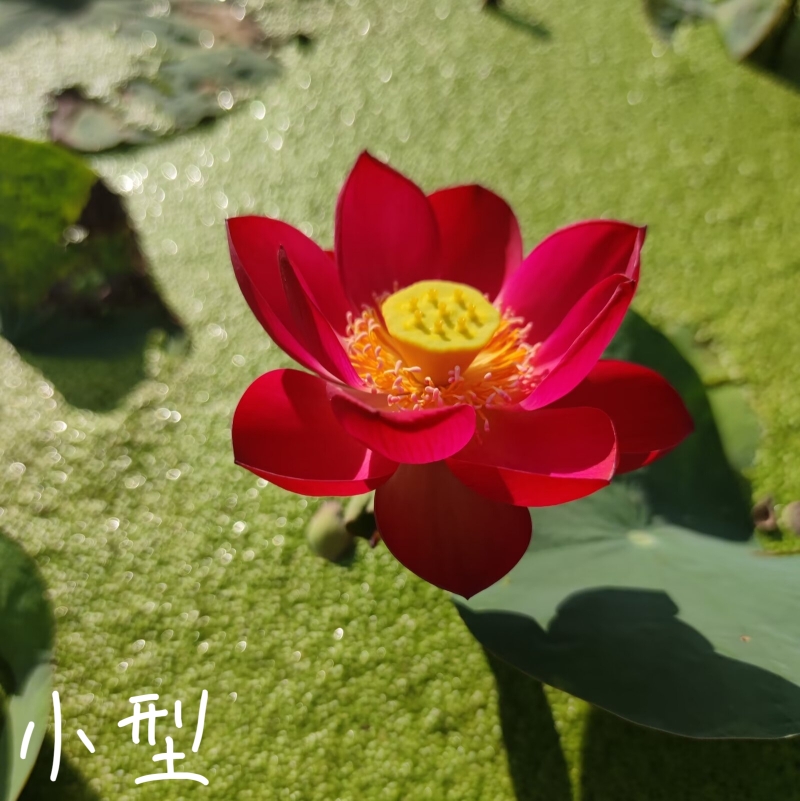 火芙蓉/来宾一号真大中型荷花碗莲睡莲种子藕盆栽水培水生植物