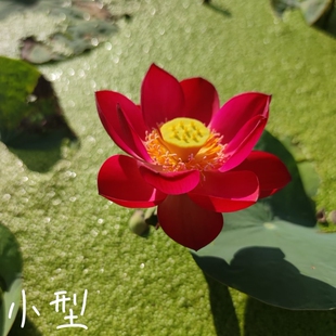 火芙蓉/来宾一号  真中小型荷花碗莲睡莲种子藕盆栽水培水生植物