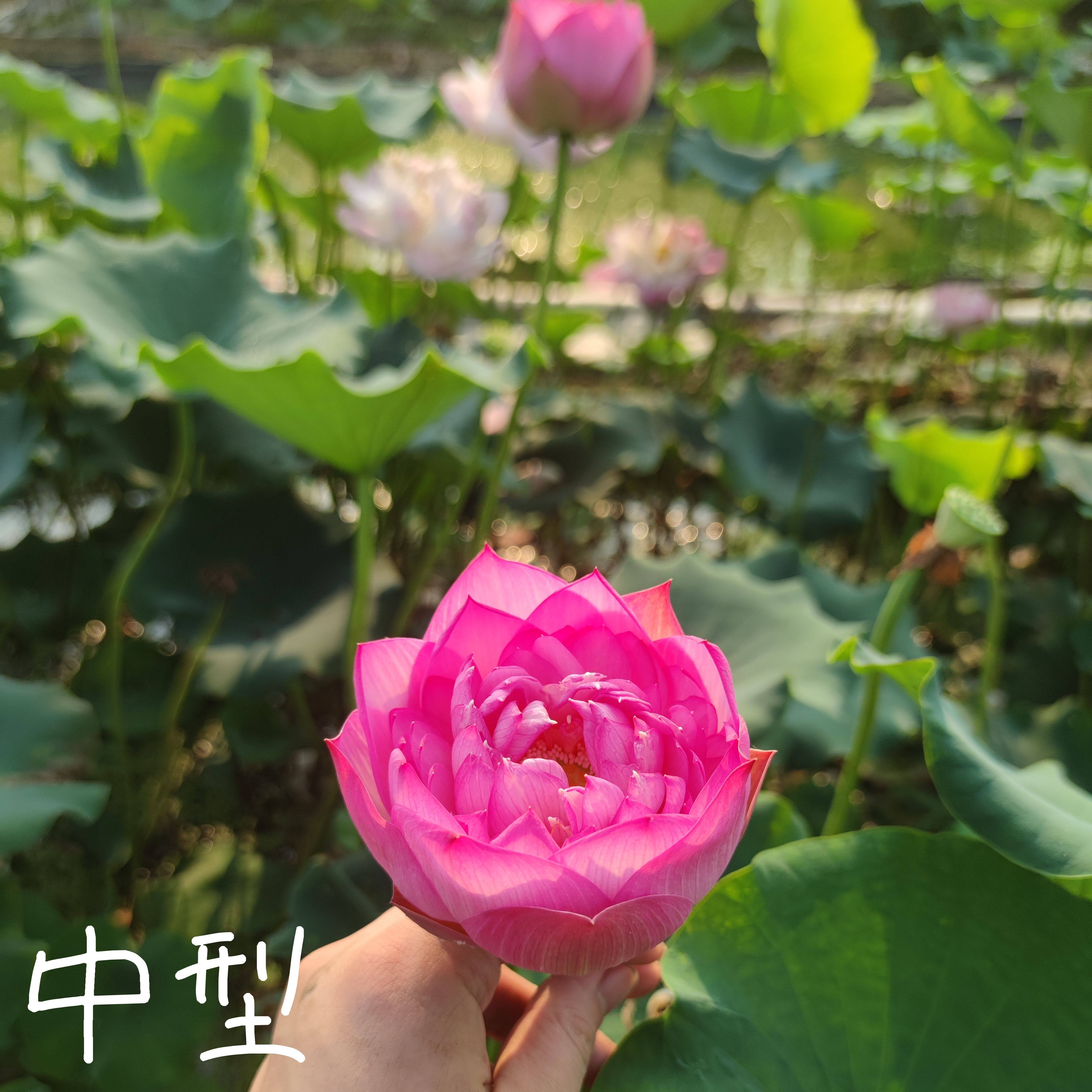 微商引 萌宝荷花苑真大型中型小微型迷你荷花碗莲睡莲种子藕