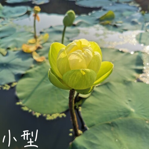 萌宝荷花小型微型碗莲盆栽水培