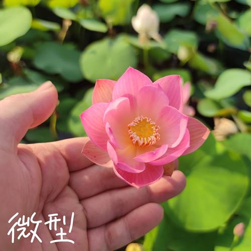 盈袖金粉世家真小微型荷花碗莲