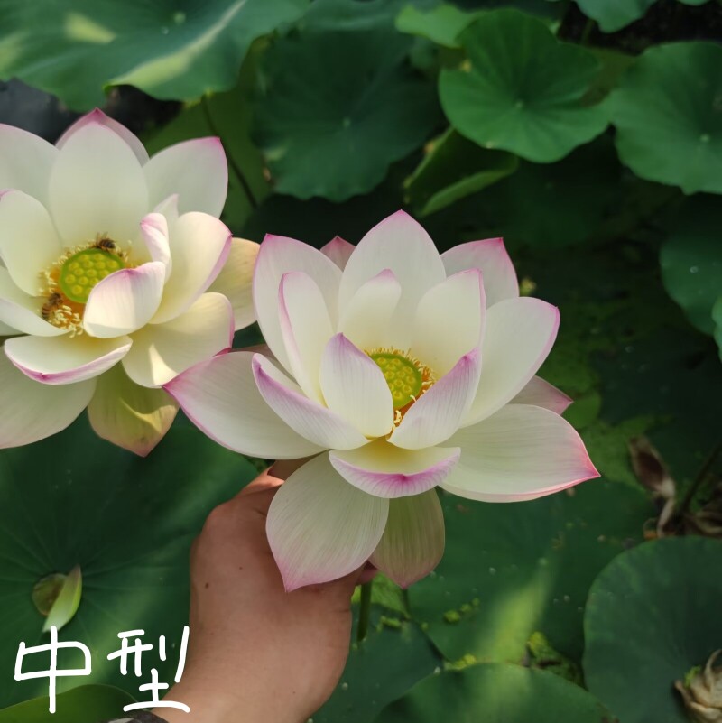 水月洛神 萌宝荷花苑真中大型荷花碗莲种子藕水生培植物花卉