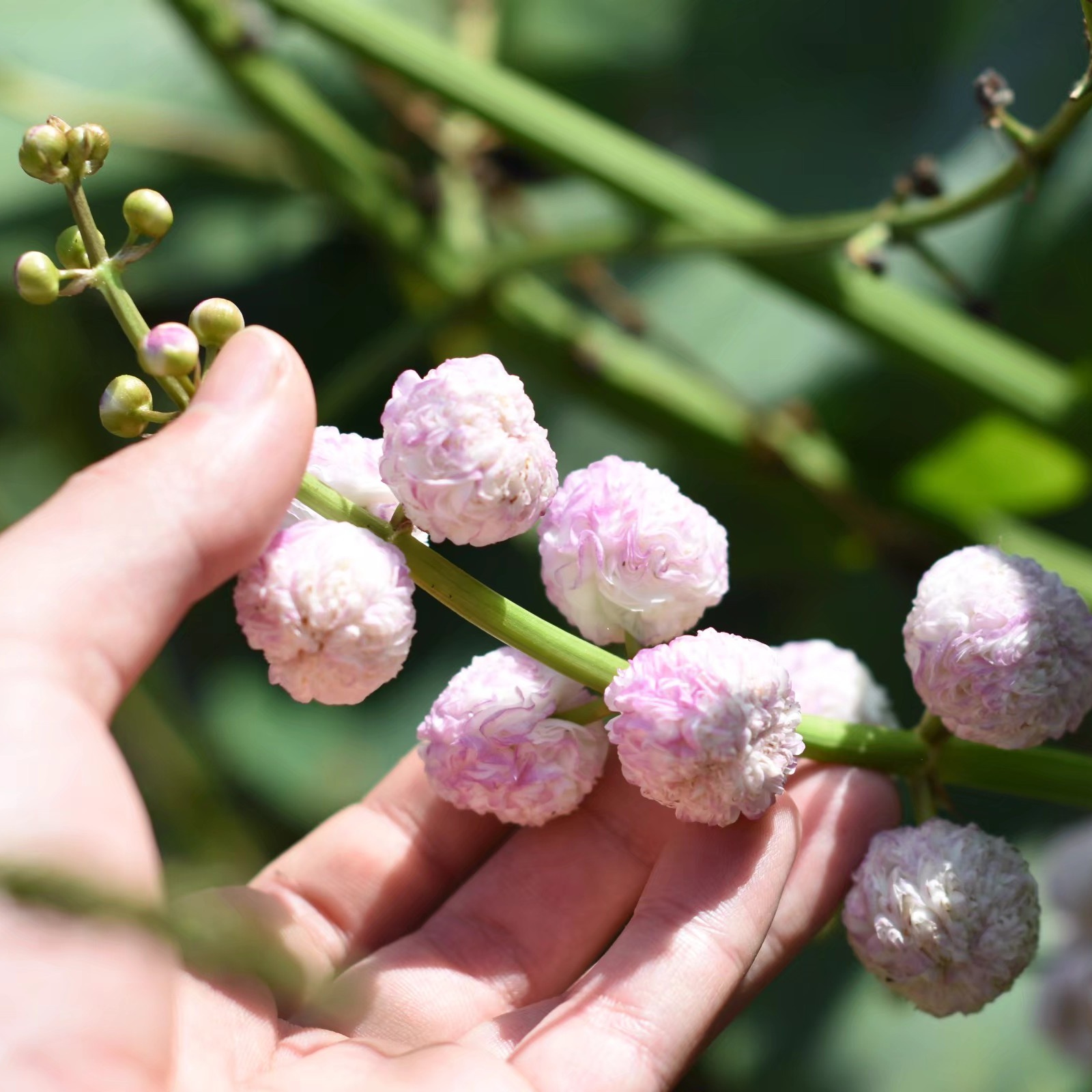 重瓣茨菇 日本观赏花慈菇姑水茉莉水生挺水植物古法造景沼泽过滤