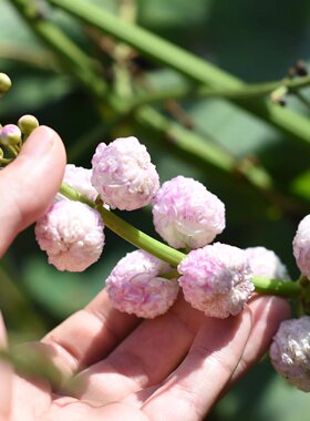 重瓣茨菇 日本观赏花慈菇姑水茉莉水生挺水植物古法造景沼泽过滤
