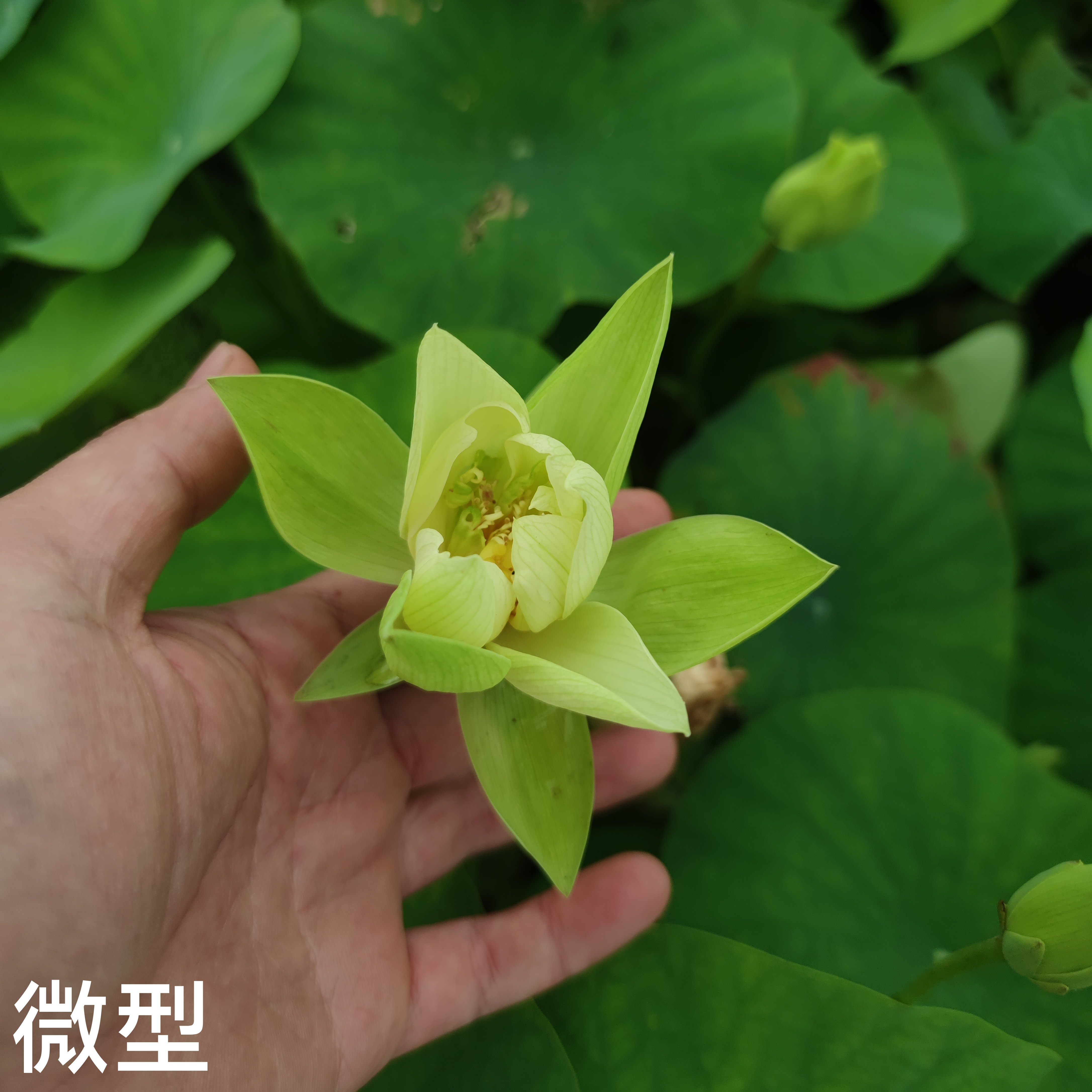 长安琯玉 真小型微型迷你碗莲荷花睡莲花卉水生植物盆栽挺水水培