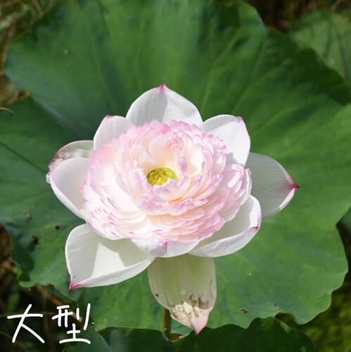 巨无霸大中型荷花碗莲种子盆栽