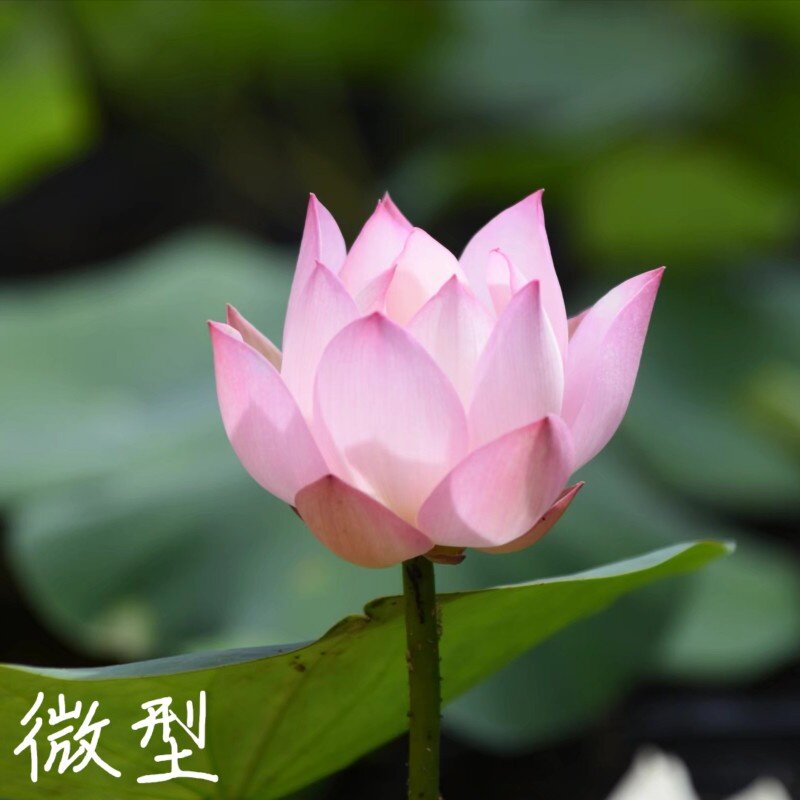 烟雨 真小微型迷你荷花碗莲种子藕水培水生植物花卉萌宝荷花苑