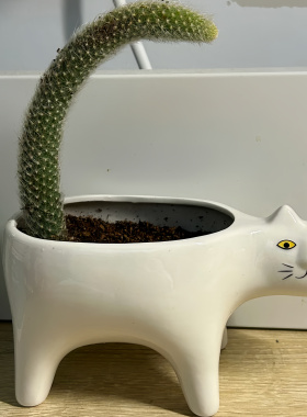 无尾猫创意可爱花盆绿植陶瓷摆件