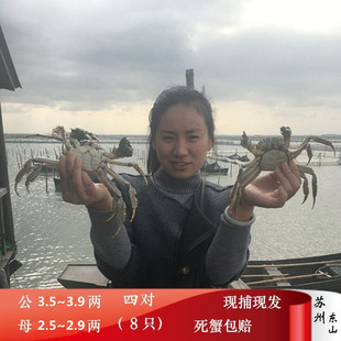 2025年苏州大闸蟹东山鲜活螃蟹太湖水产公3.5～3.9两母2.5～2.9两